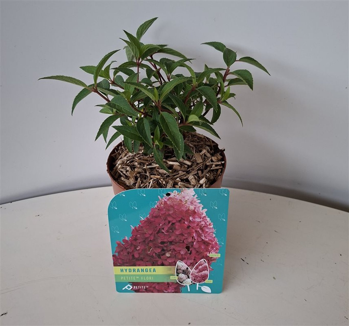 Hydrangea pan. 'Petite Flori' - C1,5